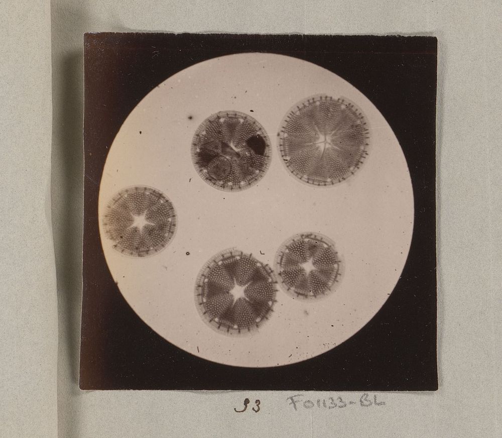 Microscopische opname van diatomeeën, 170 keer vergroot (1887 - 1888) by Marinus Pieter Filbri