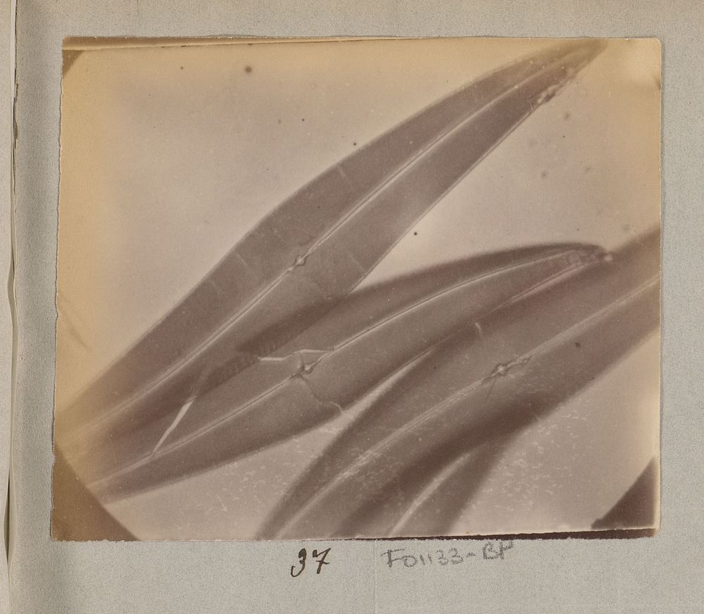 Microscopische opname van diatomeeën, 620 keer vergroot (1887 - 1888) by Marinus Pieter Filbri