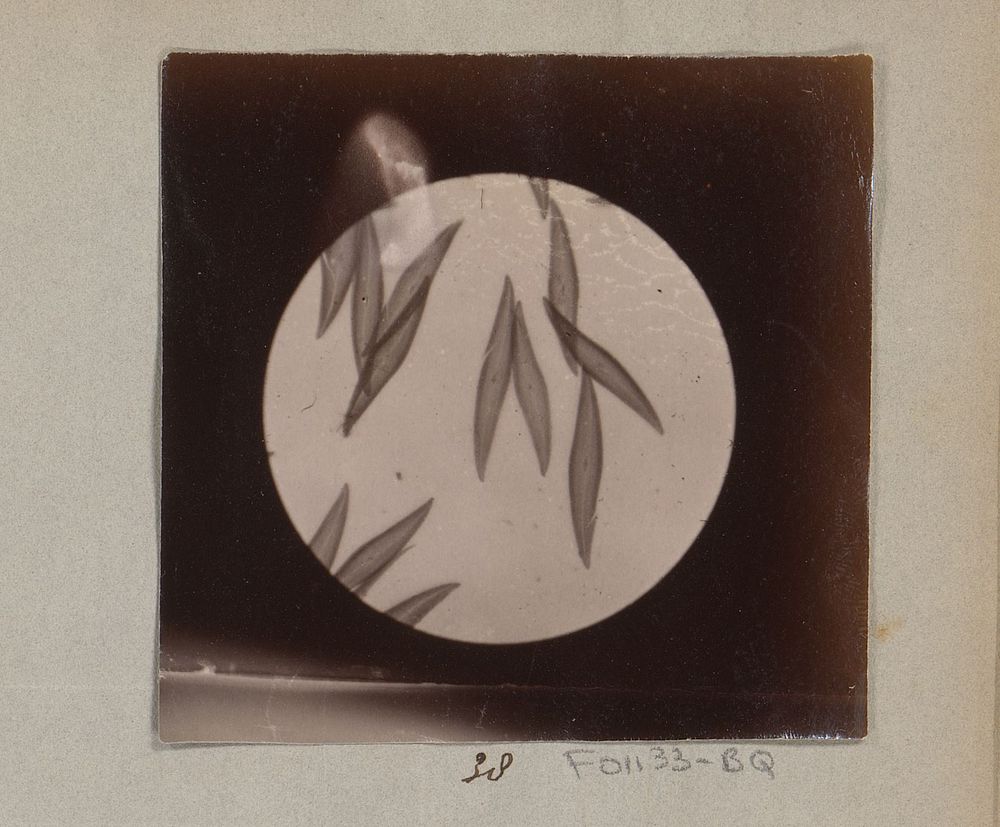 Microscopische opname van diatomeeën, vijftig keer vergroot (1887 - 1888) by Marinus Pieter Filbri