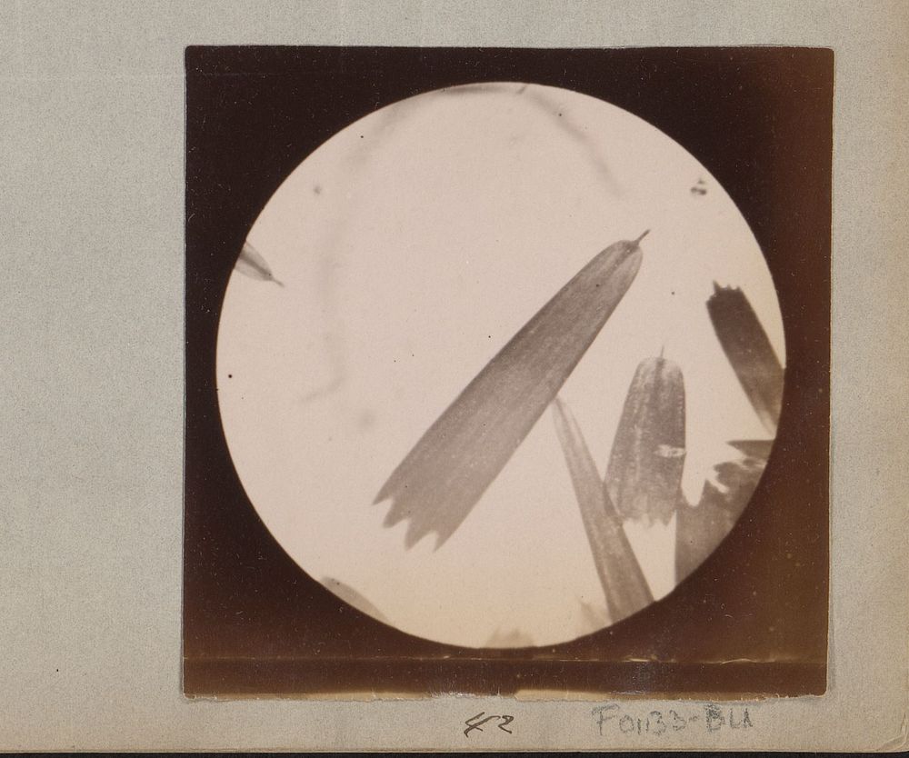 Microscopische opname van een schub van een vlindervleugel, 350 keer vergroot (1887 - 1888) by Marinus Pieter Filbri