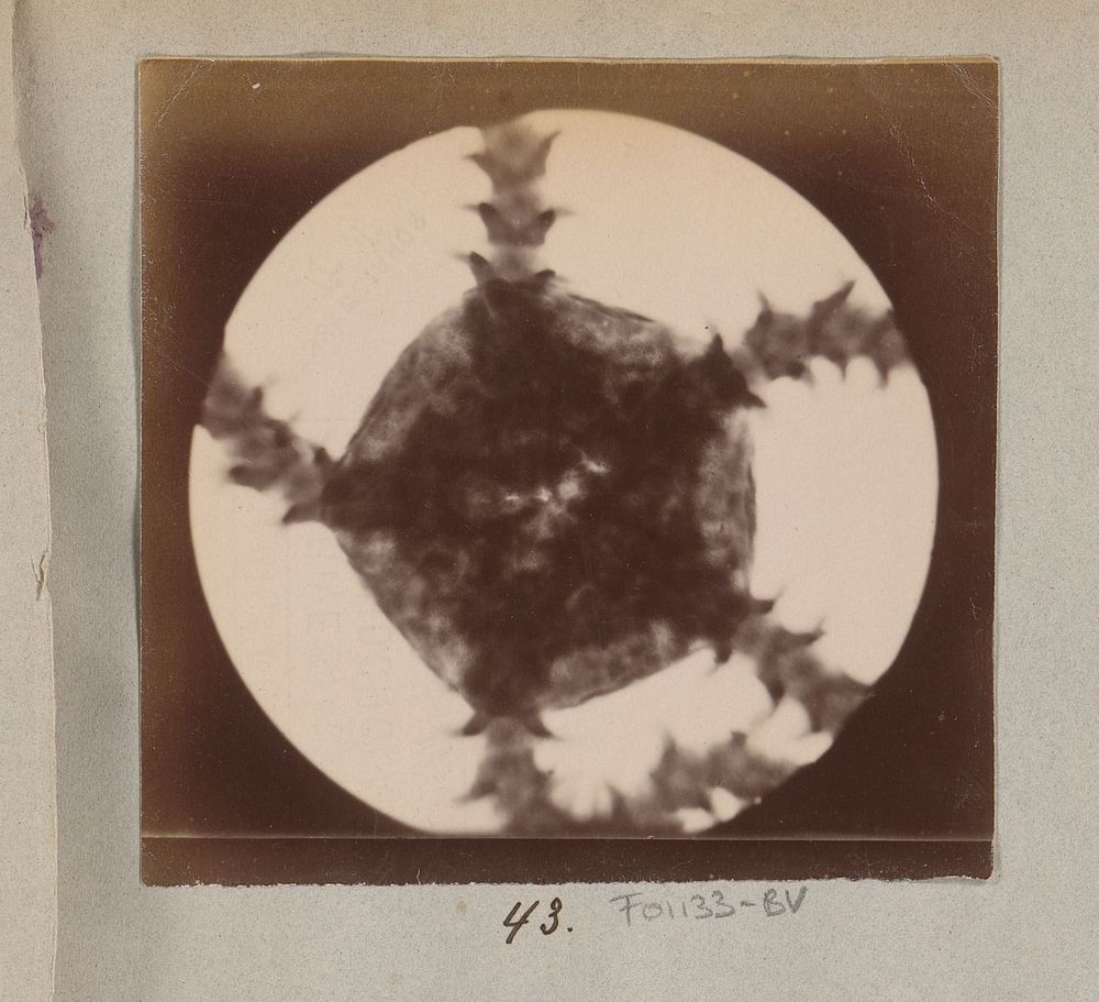 Microscopische opname van een jonge zeester, 25 keer vergroot (1887 - 1888) by Marinus Pieter Filbri