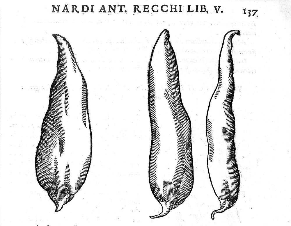 Rerum medicarum Novae Hispaniae thesaurus, seu, plantarum, animalium, mineralium Mexicanorum historia / ex Francisci…