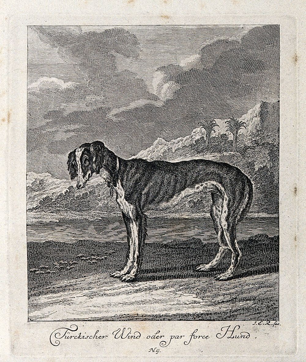 A Turkish greyhound standing in front of an exotic landscape with palm trees. Etching by J. E. Ridinger.