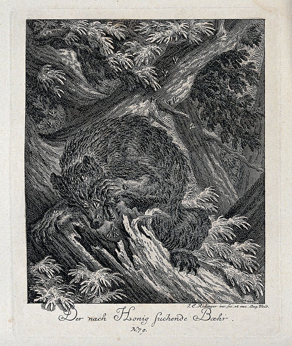 A bear trying to retrieve honey from a tree trunk is stung by bees. Etching by J. E. Ridinger.