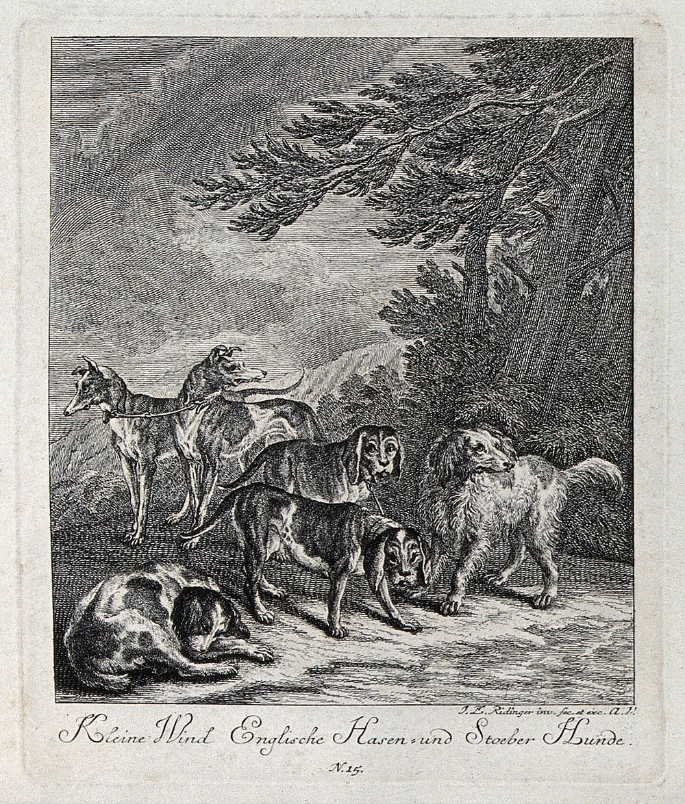 A group of hunting dogs, including greyhounds and harriers. Etching by J. E. Ridinger.
