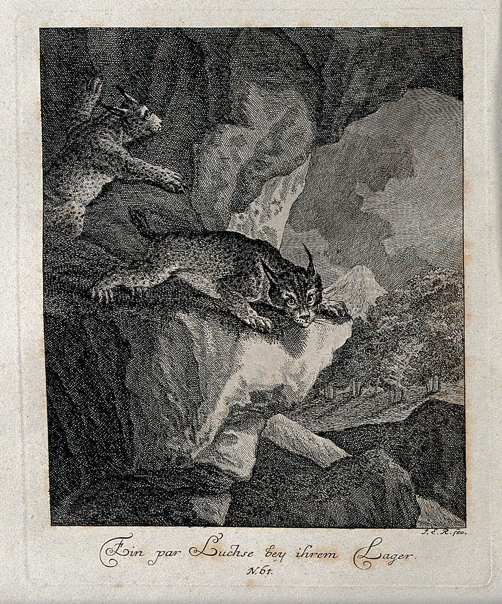 Two lynx in a cave. Etching by J. E. Ridinger.
