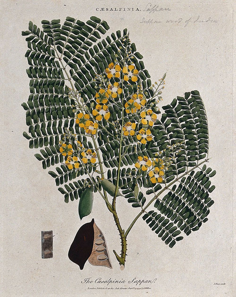 Sappanwood tree (Caesalpinia sappan): flowering branch, pod and thorns. Coloured etching by J. Pass, c. 1799, after J. Ihle.