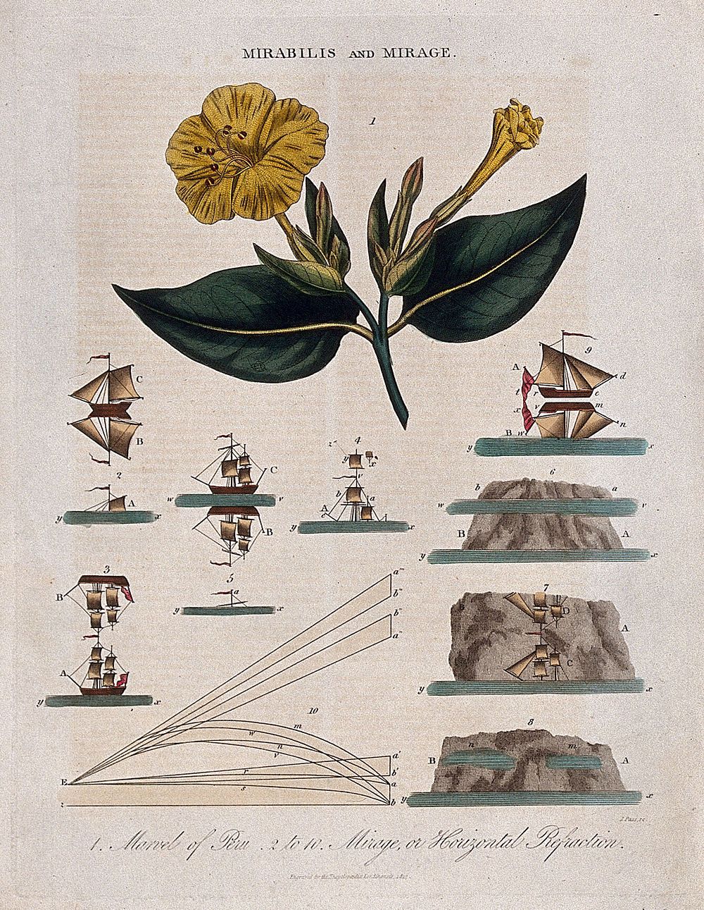 A flowering marvel of Peru plant (Mirabilis jalapa) and nine diagrams illustrating refraction of light. Coloured engraving…