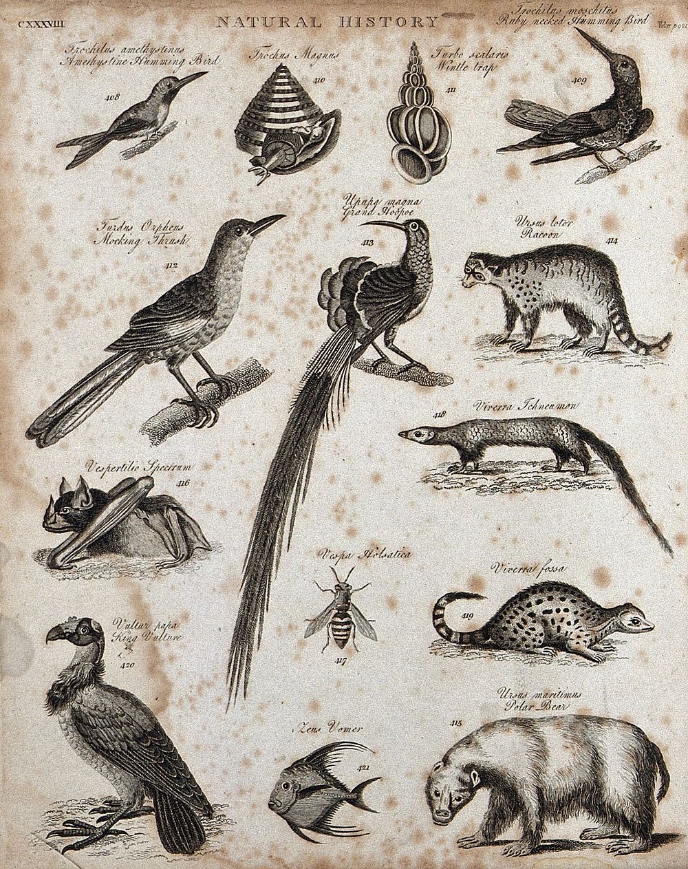 Above, two humming birds, two molluscs, a mocking thrush, a hoopoe, and a racoon; below, a bat, a wasp, two mongooses, a…