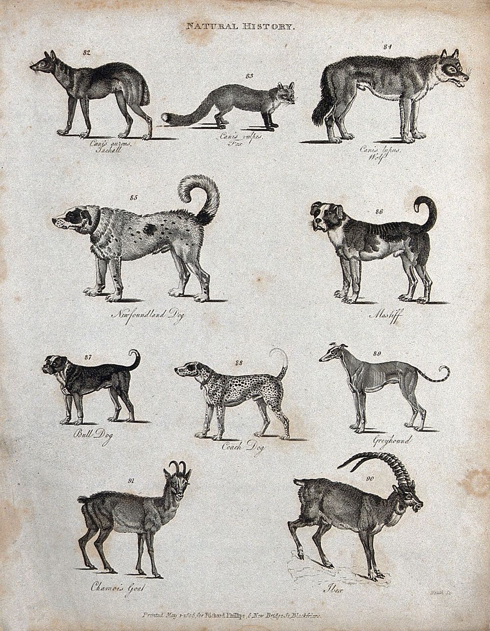 Above, a jackall, a fox, a wolf and two dogs; below, a bulldog, a Coach dog, a greyhound, a chamois goat and an ibex.…