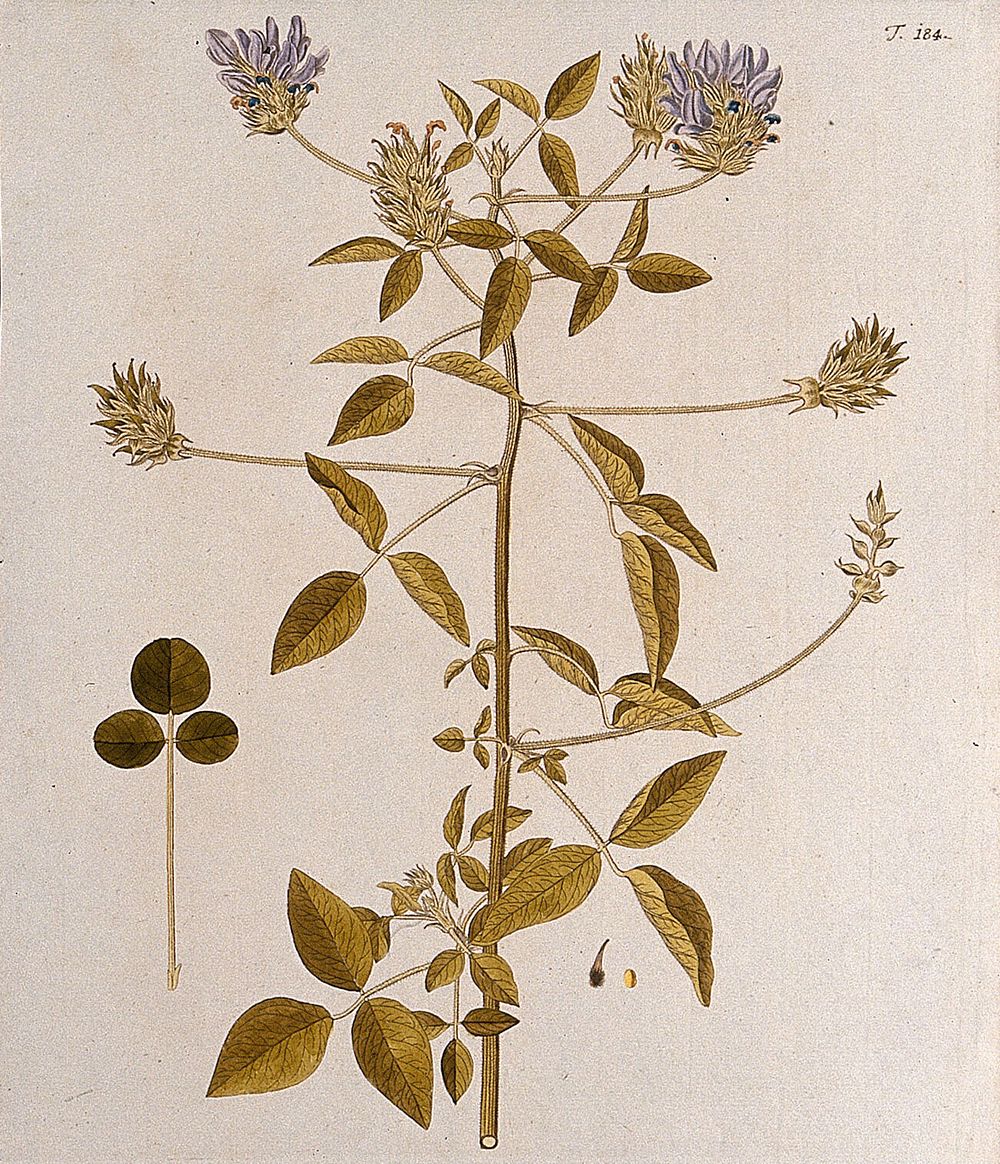 Psorsalea palaestina: flowering and fruiting stem with separate leaf, fruit and seed. Coloured engraving after F. von…