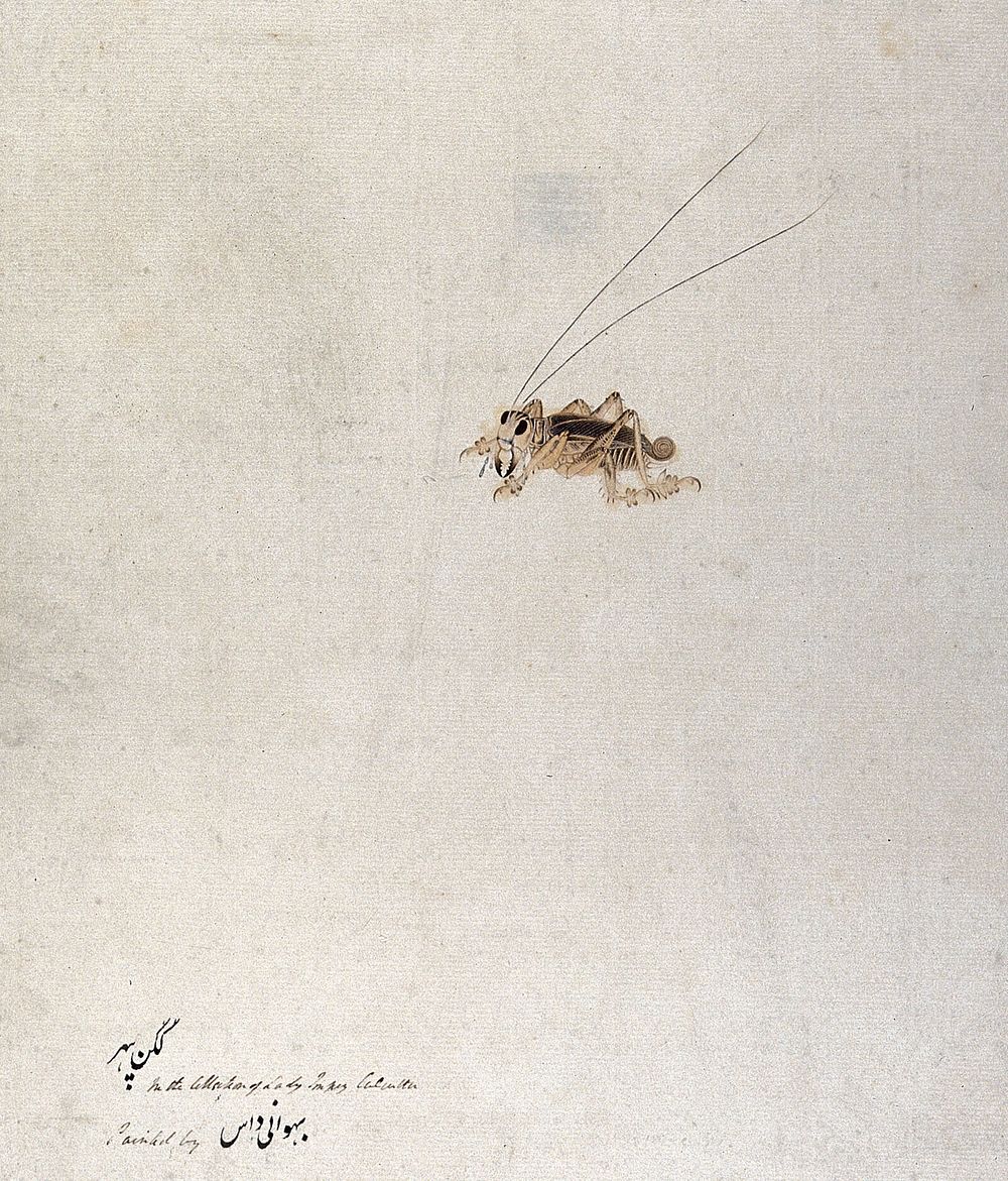 Grasshopper . Watercolour, 1777/1783.