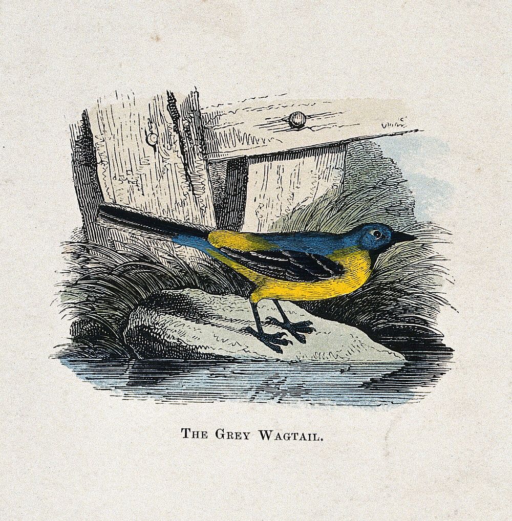 A grey wagtail (Motacilla melanope). Coloured engraving by Whimper.