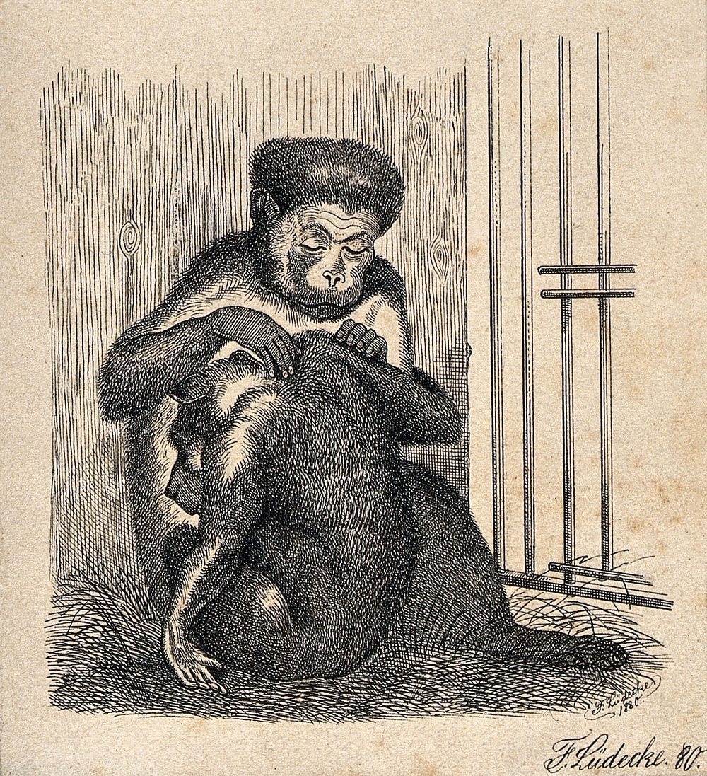 One ape removing lice from the fur of another ape. Reproduction of an etching by F. Lüdecke.