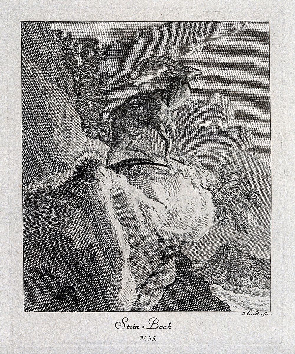 An ibex standing on the crag of a mountain. Etching by J. E. Ridinger.