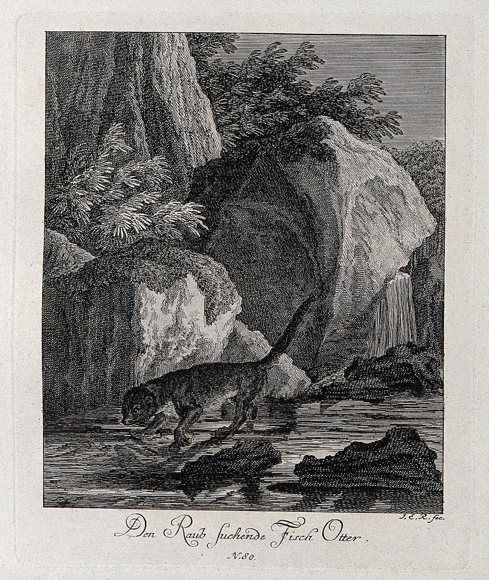 An otter lying in wait for prey on a rock in a river. Etching by J. E. Ridinger.