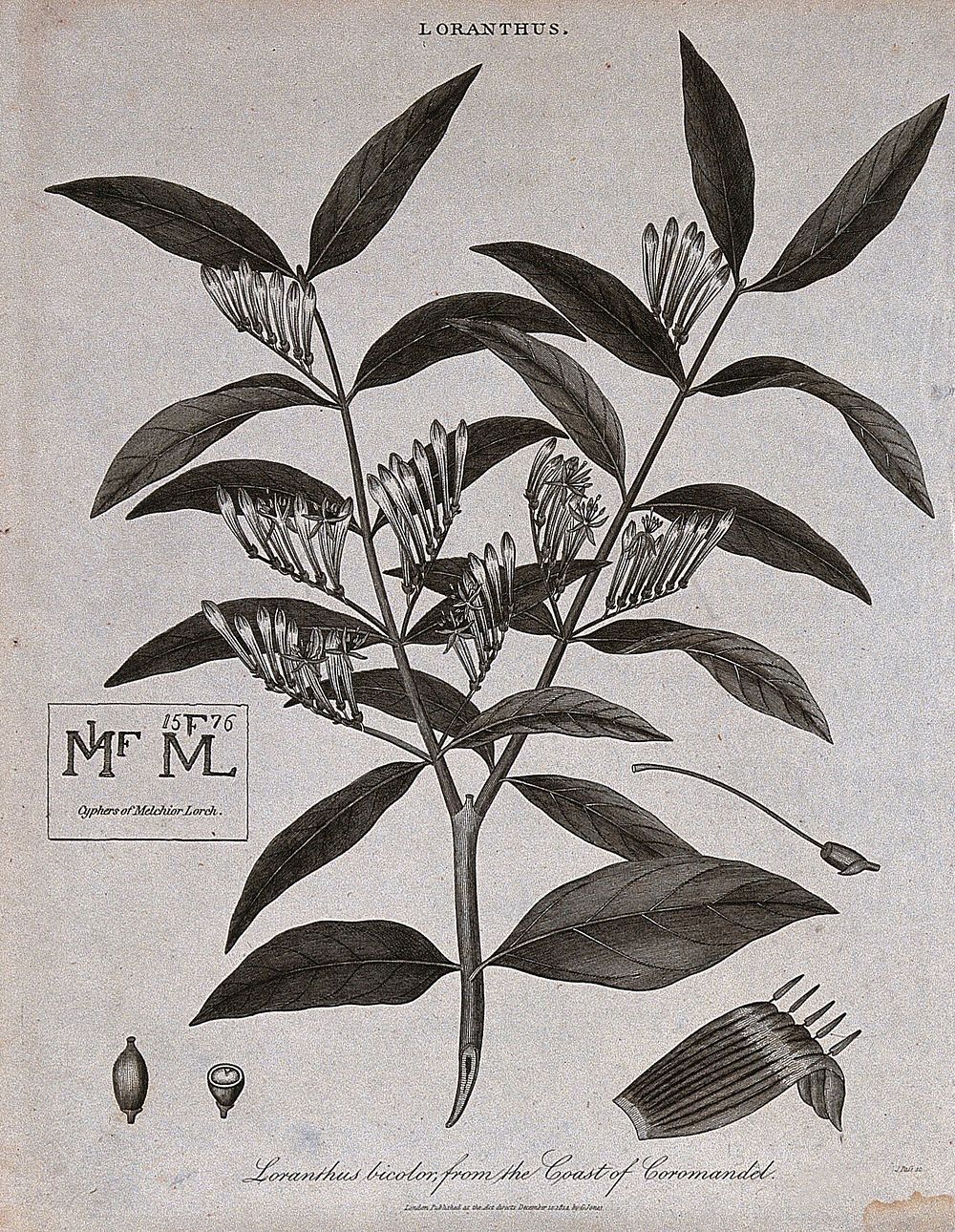 A flowering plant (Loranthus bicolor) and two ciphers of the artist, Melchior Lorch. Etching by J. Pass, c. 1814.