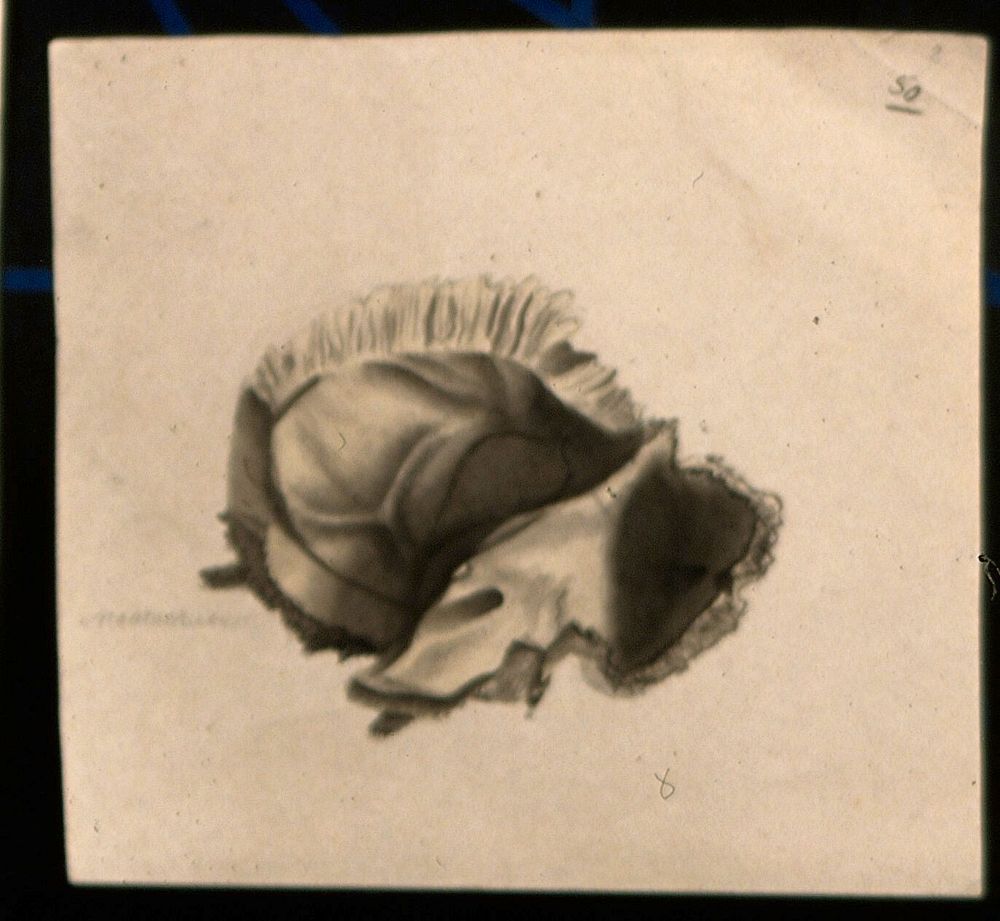 Bone of the skull. Ink and watercolour, after an unidentified work on anatomy, ca. 1830.