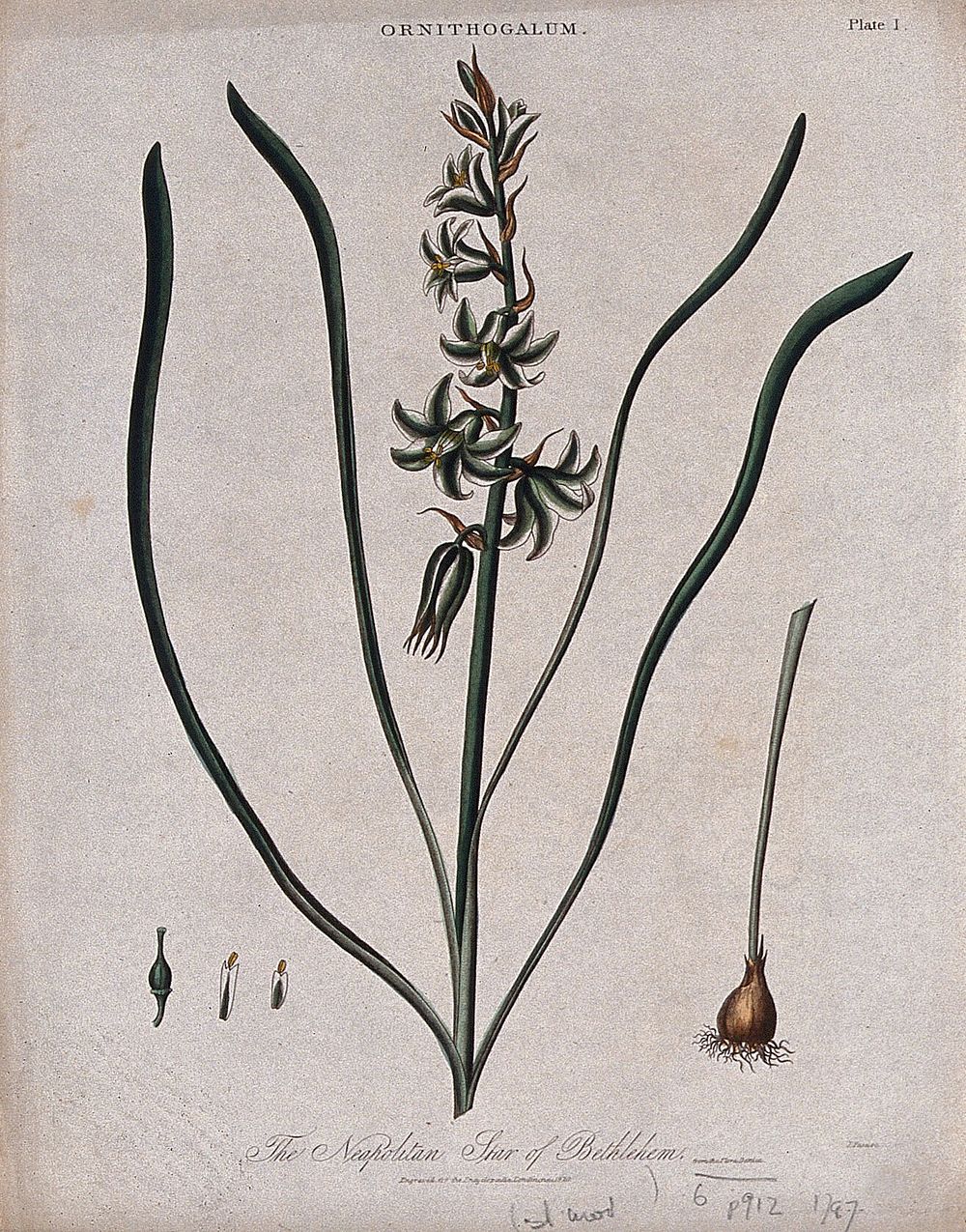 Star of Bethlehem plant (Ornithogalum umbellatum): flowering stem, bulb and floral segments. Coloured engraving by J. Pass…