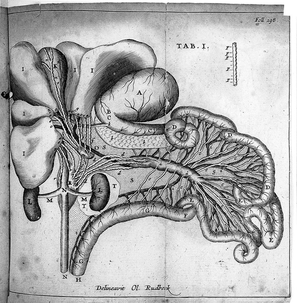 Messis aurea exhibens; anatomica: novissima et utilissima experimenta / [Siboldus Hemsterhuis].