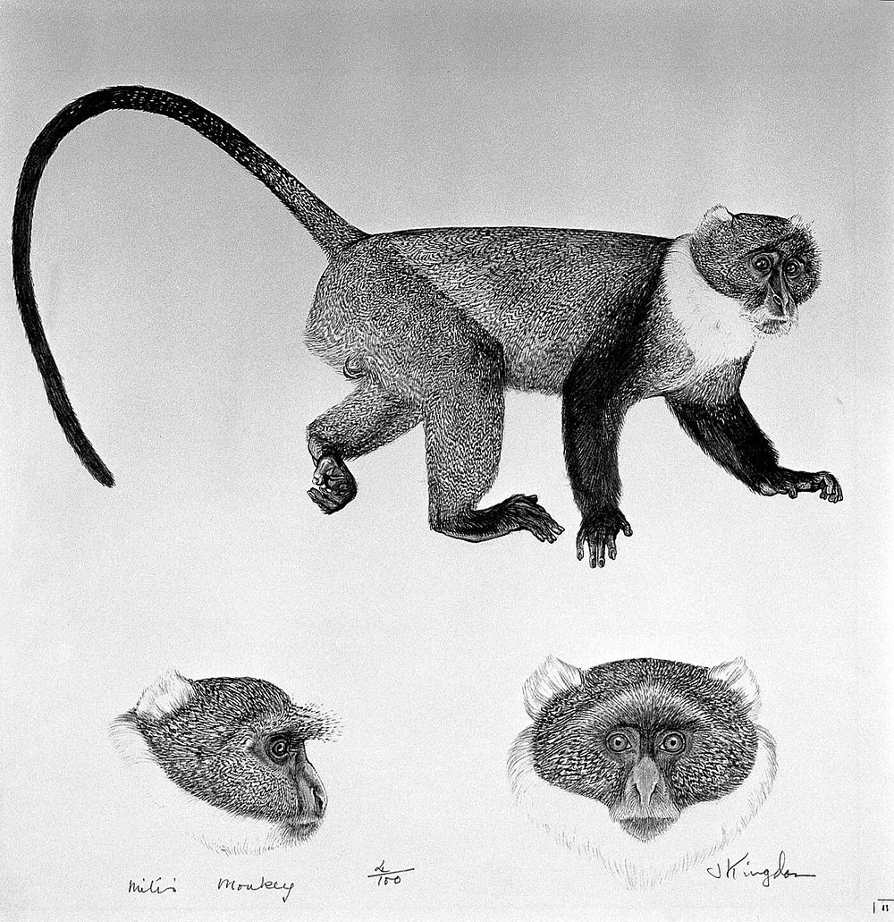 A monkey (Mitis monkey). Lithograph by Jonathan Kingdon.