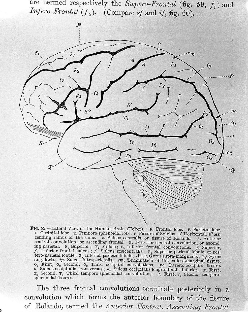 Functions brain / David Ferrier. | Free Photo Illustration - rawpixel