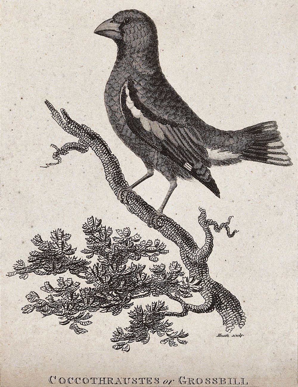 A grossbill (grosbeak) sitting on a branch of a tree. Etching by Heath.