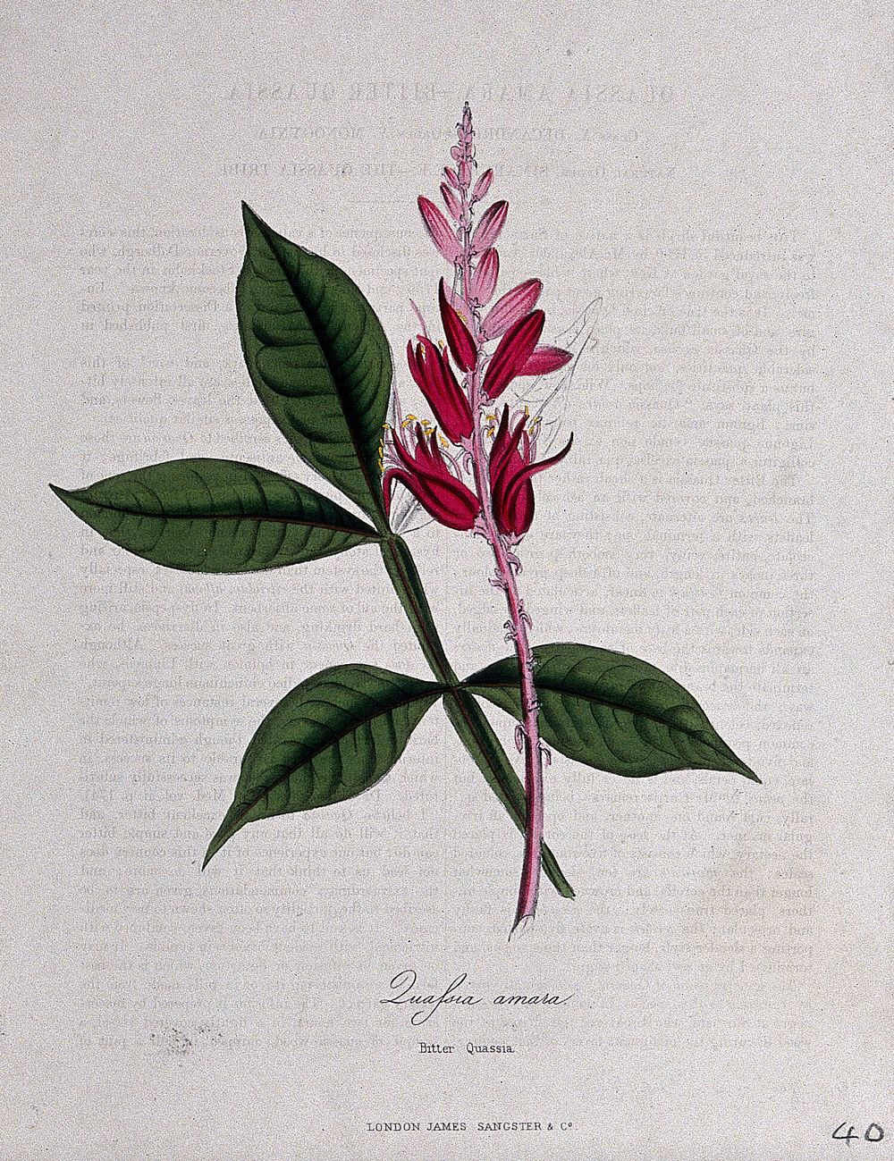 Surinam quassia wood (Quassia amara): flowering stem and leaf. Coloured zincograph, c. 1853, after M. Burnett.