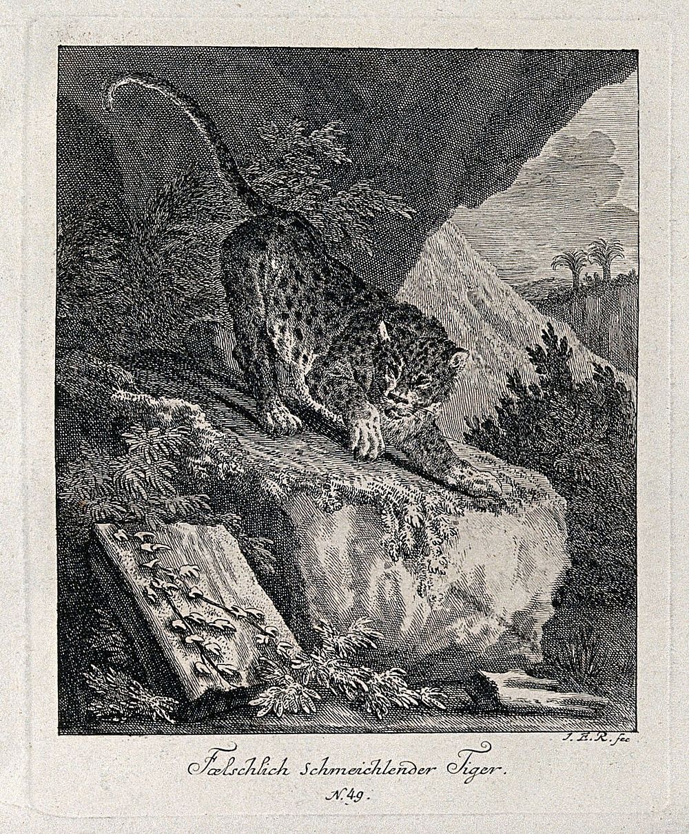 A tiger about to leap off a rock in an exotic landscape. Etching by J. E. Ridinger.