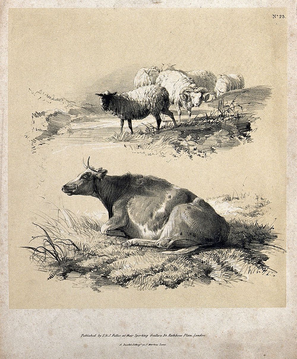 Sheep by a stream (above) and a cow lying in the grass (below). Lithograph with gouache by A. Ducote.