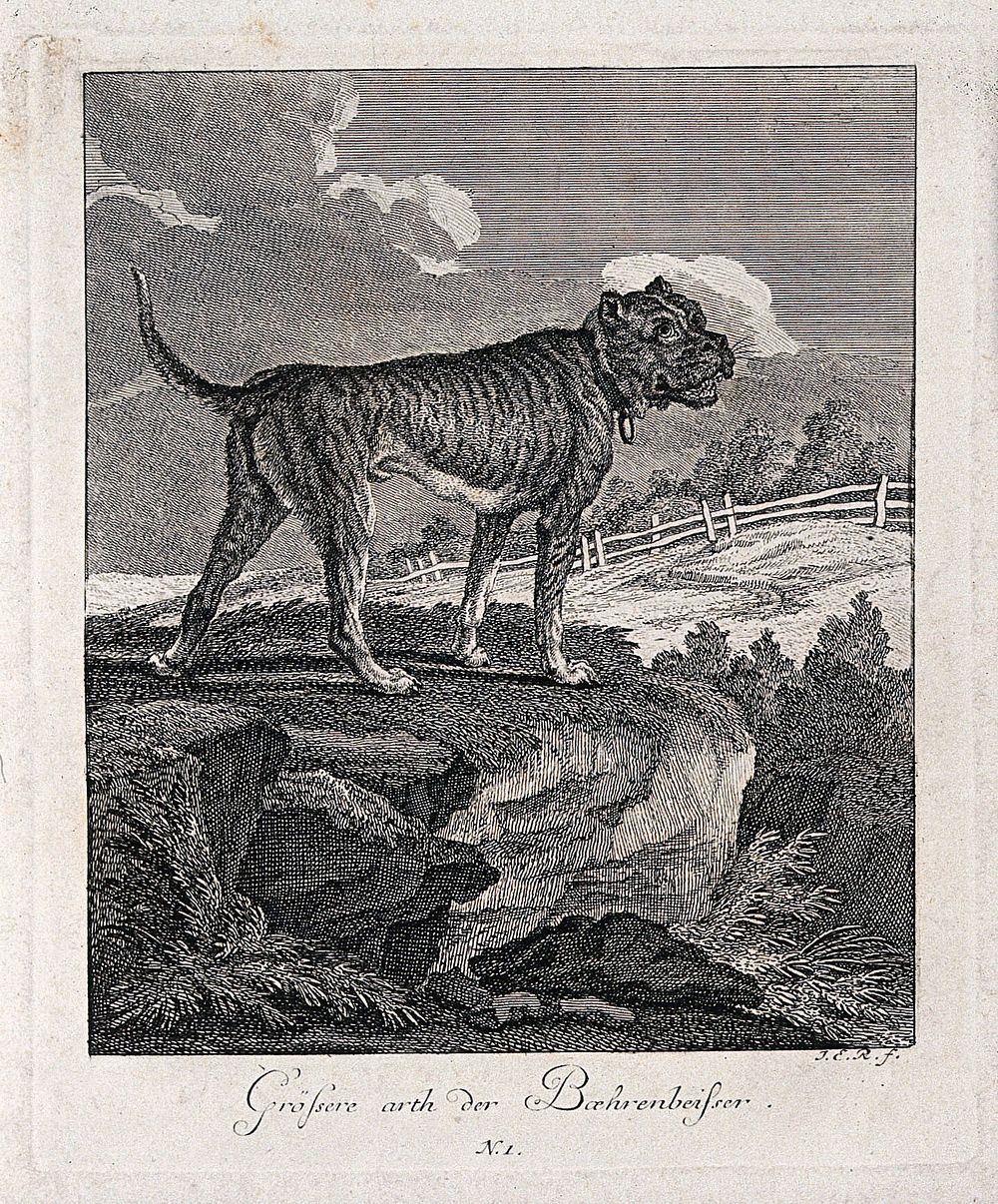 Large bulldog standing on a rock overlooking an enclosure. Etching by J. E. Ridinger.