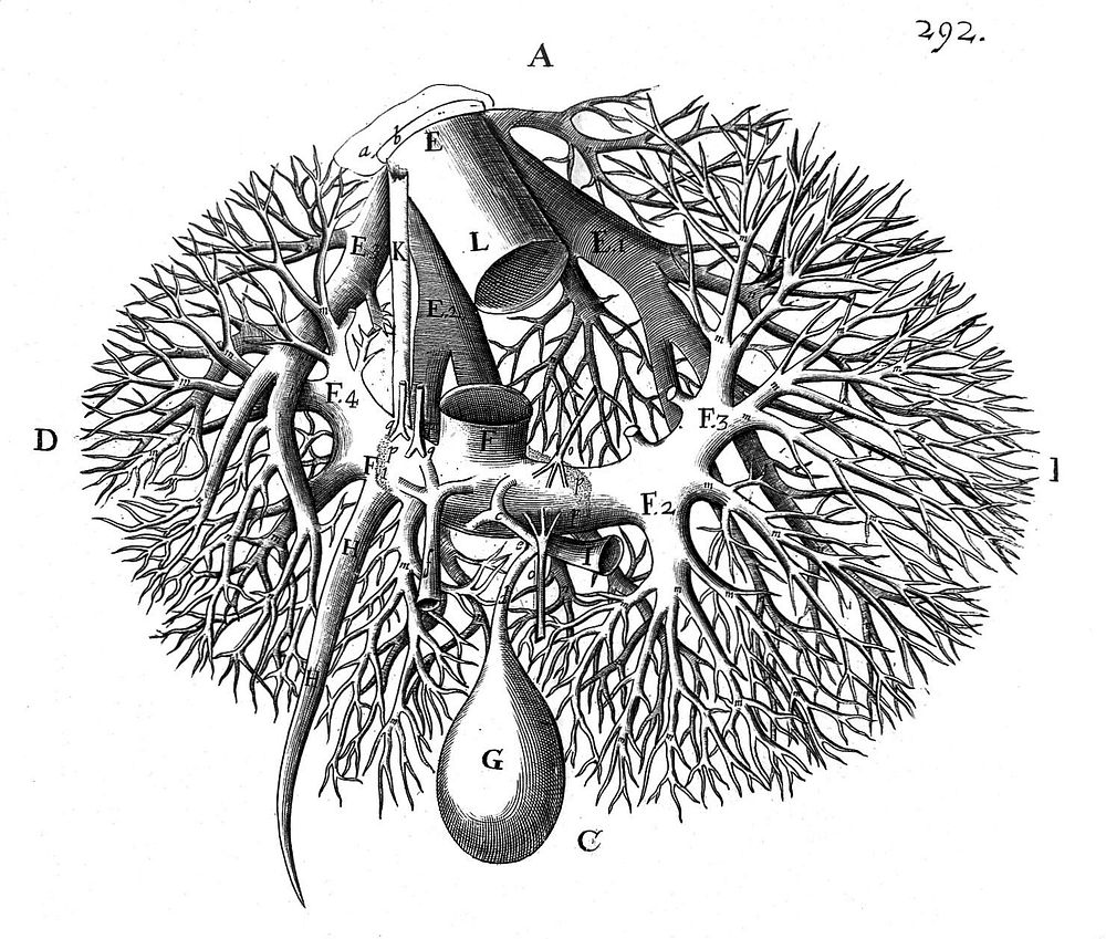 Anatomia hepatis. Cui praemittuntur quaedam ad rem anatomicam universe spectantia. Et ad calcem operis subjiciuntur nonnulla…