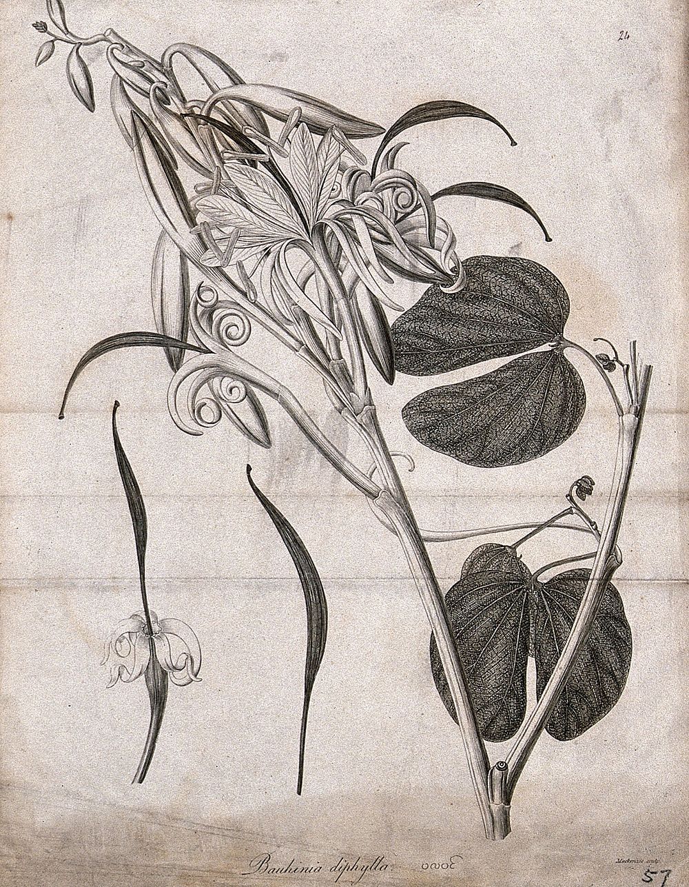 Butterfly tree or camel's foot (Bauhinia diphylla): flowering stem with floral segments. Line engraving by Mackenzie, c.1795.