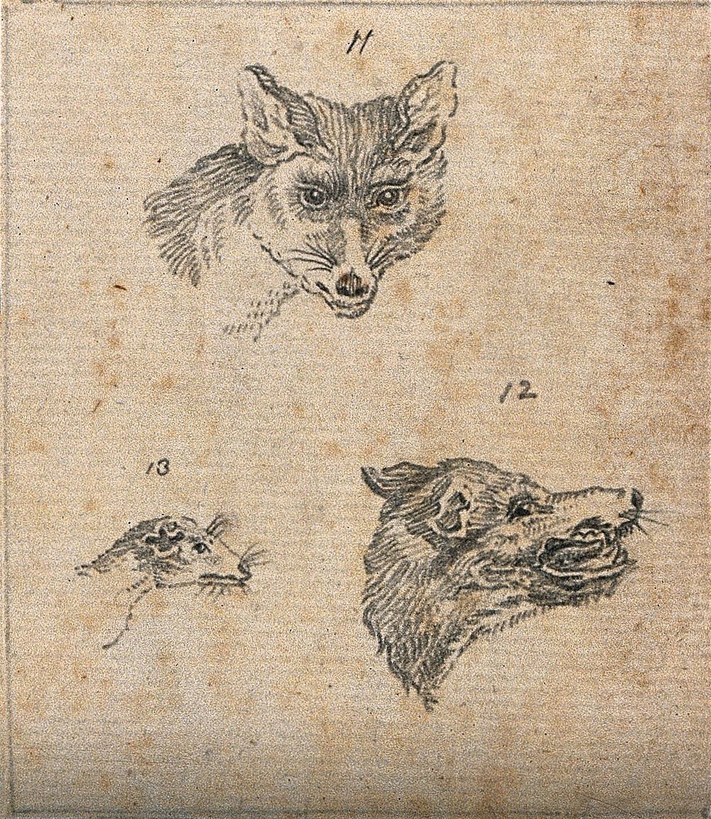 Heads of a fox, a wolf and a weasel. Drawing, c. 1789.