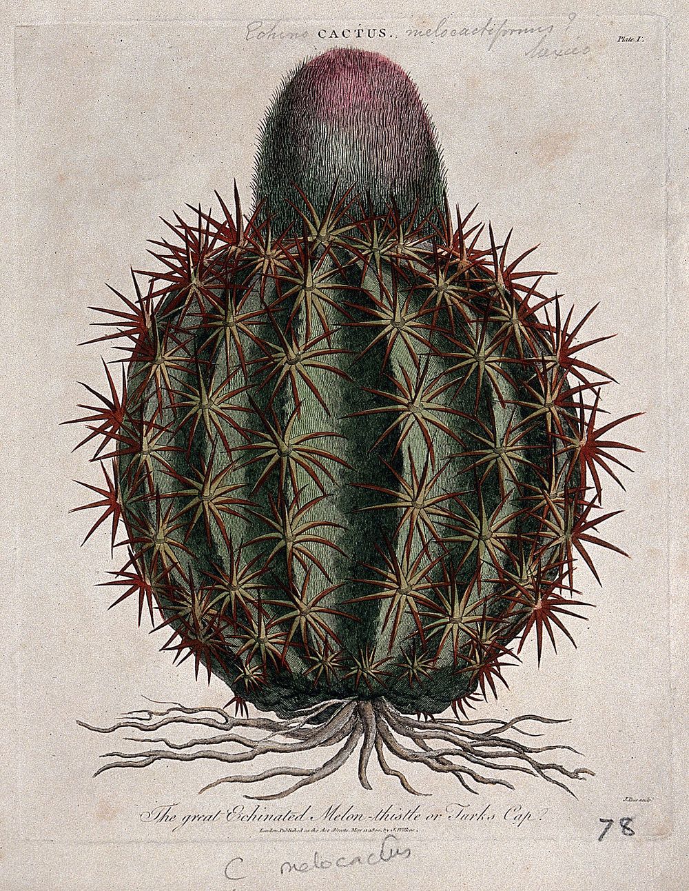 Turk's cap cactus (Melocactus communis): flowering plant. Coloured etching by J. Pass, c. 1800, after J. Ihle.