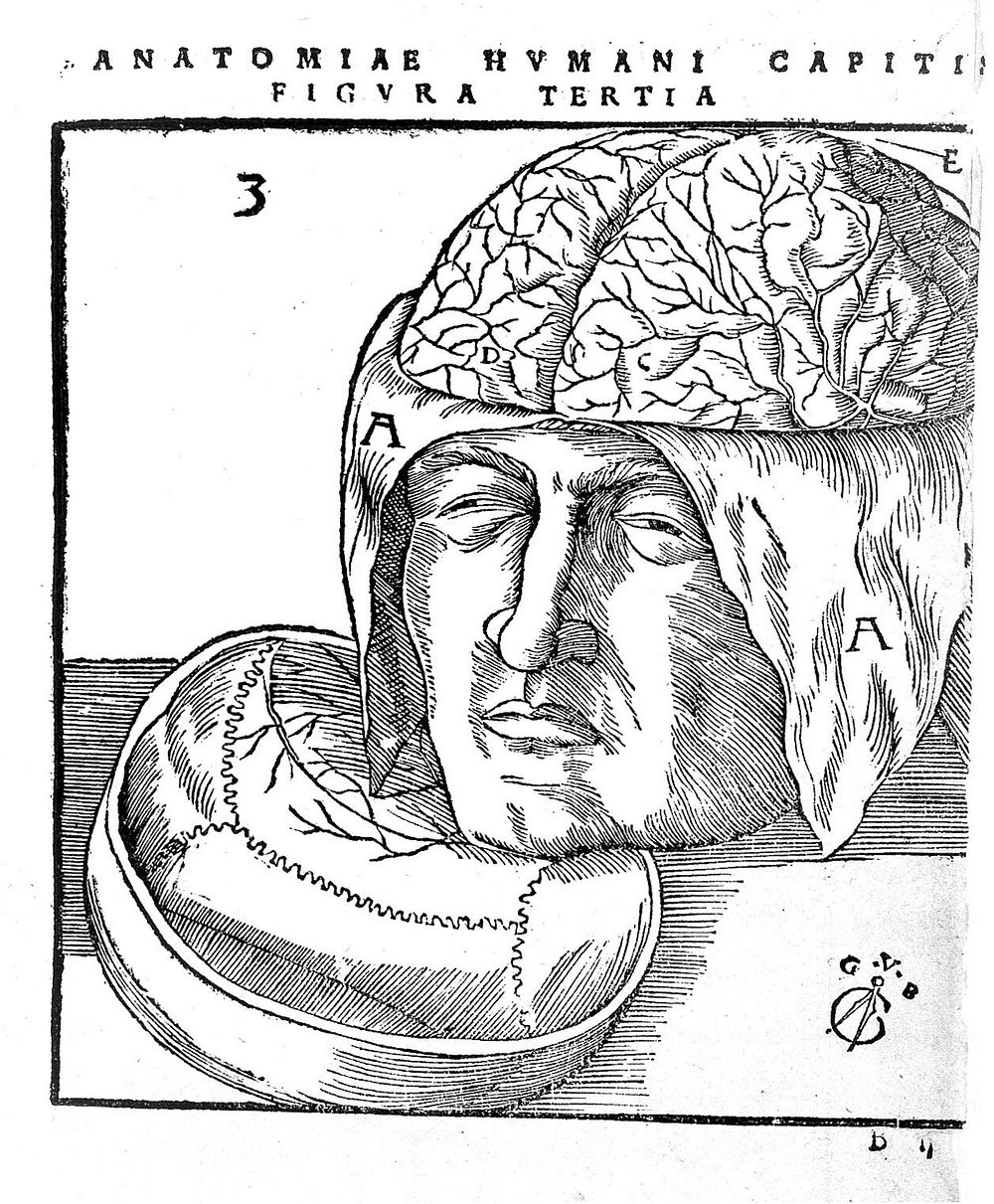 View of dissected brain: figura tertia