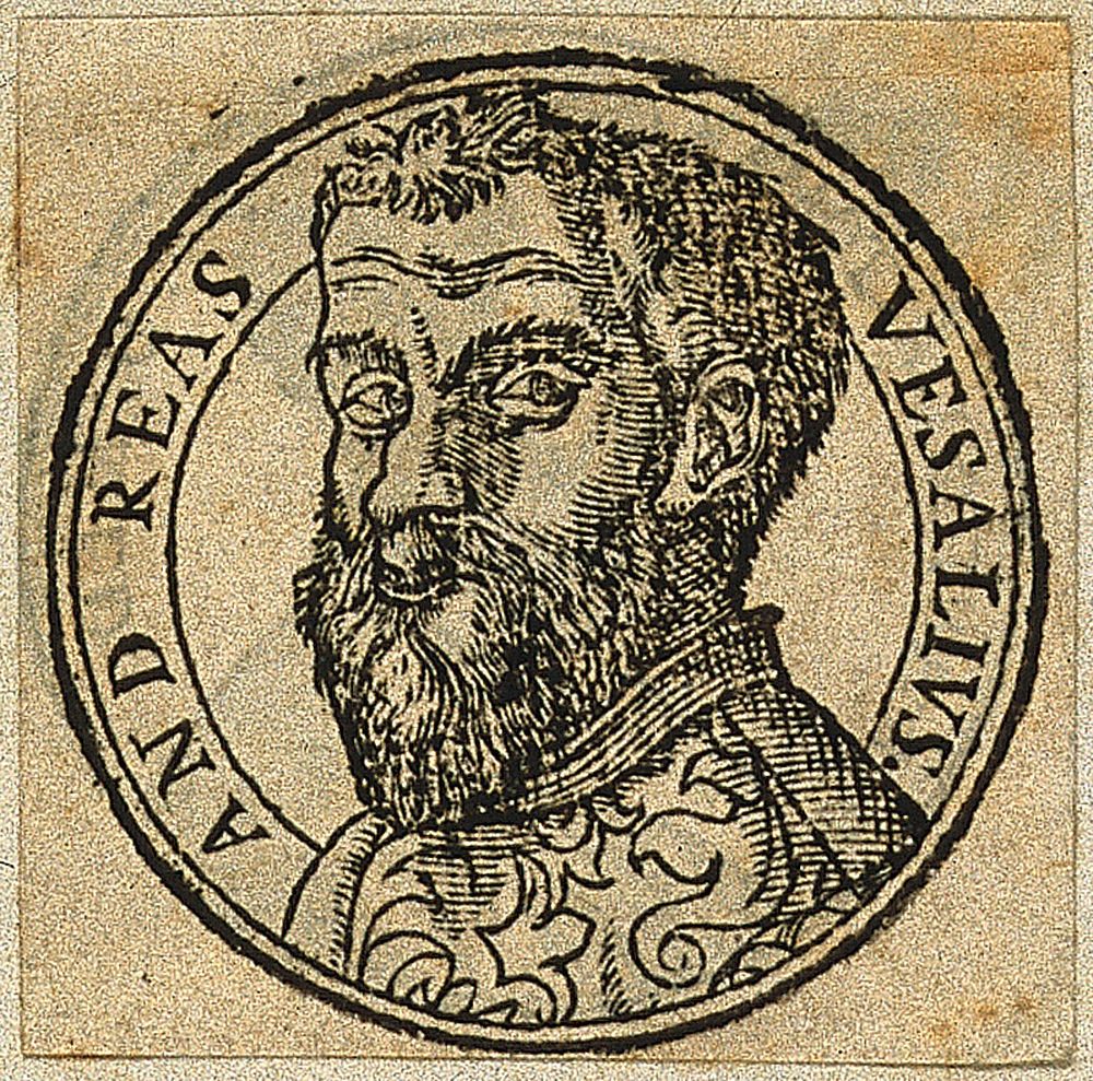 Andreas Vesalius. Woodcut after J. S. van Calcar .