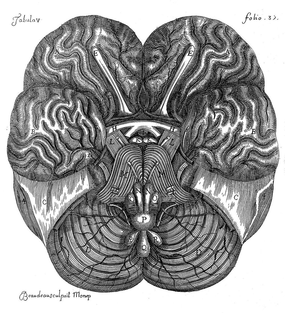 R. Vieussens, 1685: base of brain