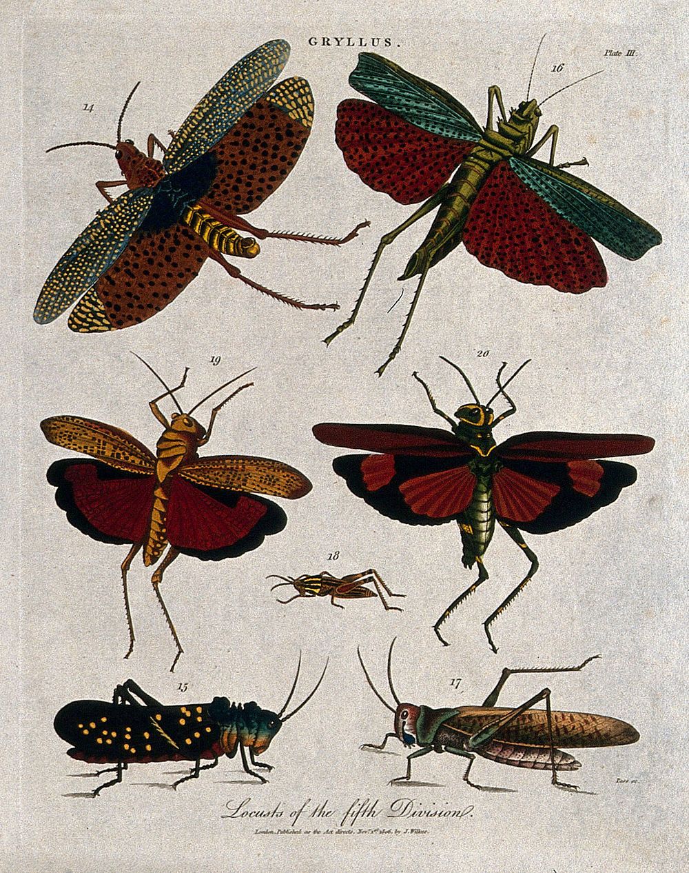Species of locusts or crickets. Coloured etching by J. Pass, 1806.