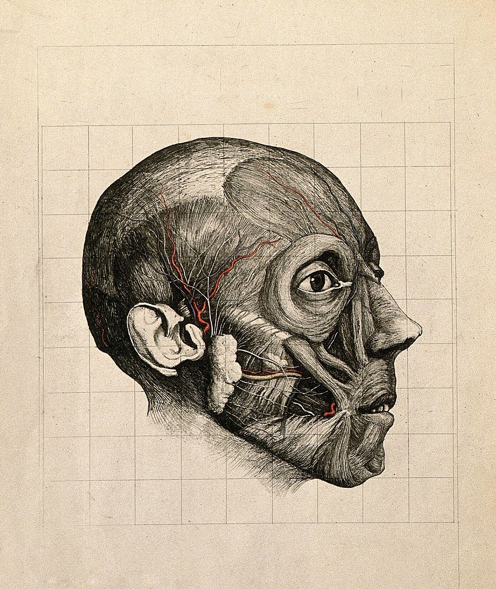 Écorché head of a man, subcutaneous level, seen in profile, with blood vessels indicated in blue and red. Etching with…