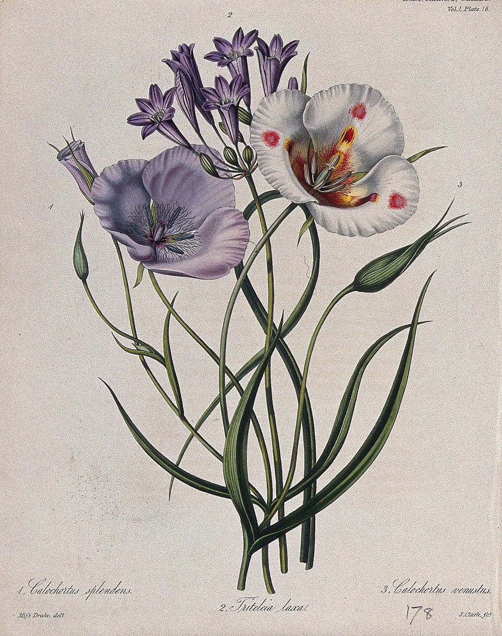 Three flowering plants: two mariposa lilies (Calochortus species) and a liliaceous flower (Triteleia laxa). Coloured etching…