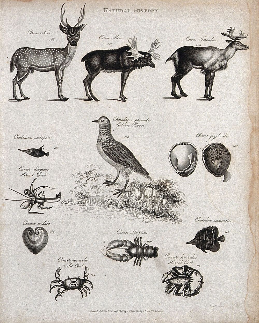 Above, three deer, a fish, a golden plover (wading bird), a hermit crab and two molluscs; below, three crabs and a fish.…