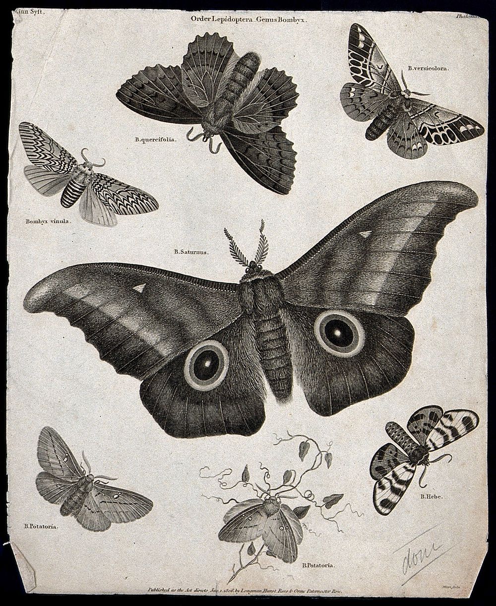 Seven insects of the order Lepidoptera, with four scale-covered wings, including butterflies and moths. Line engraving by…