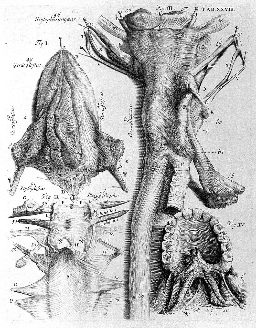 Myotomia reformata: or an anatomical treatise on the muscles of the human body ... To which is prefix'd an introduction…