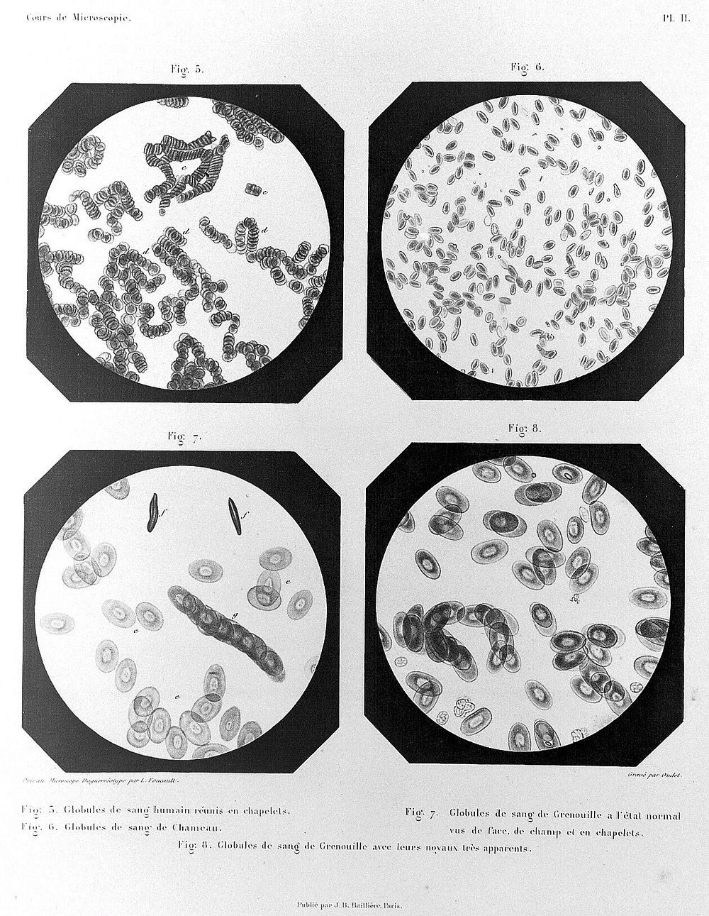 Cours de microscopie complémentaire des études médicales ... / par Al. Donné.