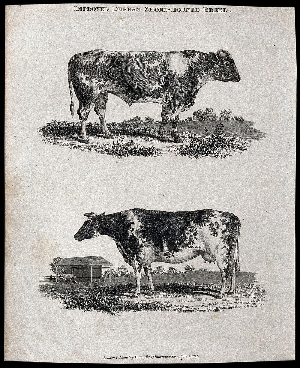 A cow and bull of the Durham short-horned breed. Etching, ca 1822.