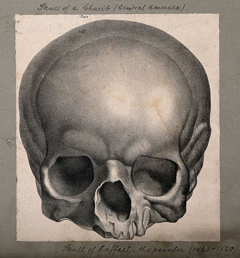 The skull of the painter Raphael: frontal view. Lithograph by Engelmann after C.P. Mazer.