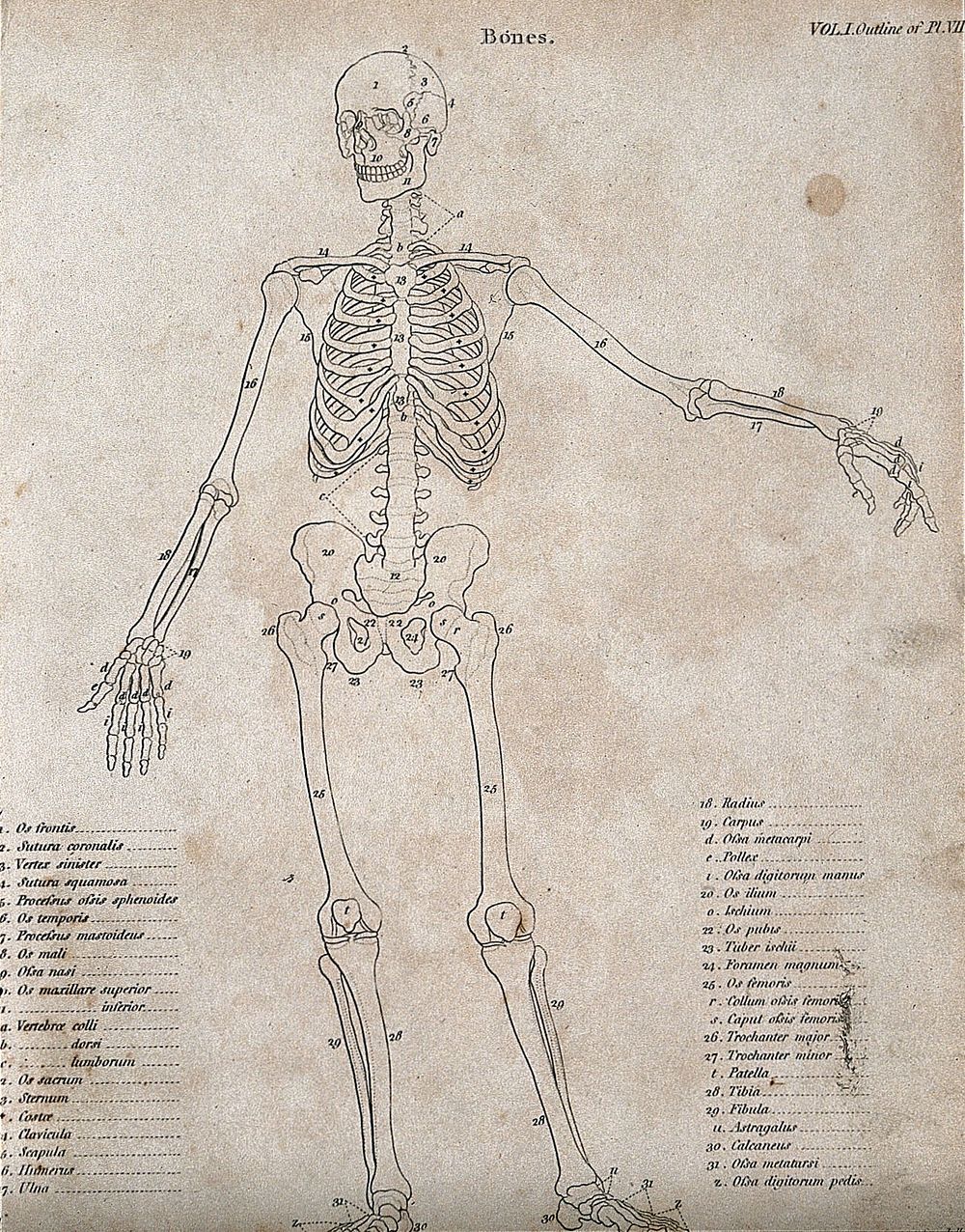 Skeleton: seen from the front, diagram showing the outlines of the bones. Line engraving by Campbell, 1816/1821.