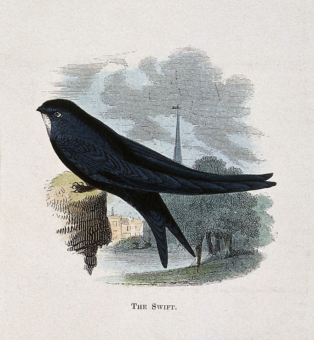 A swift (Cypselus apus). Coloured engraving by Whimper.