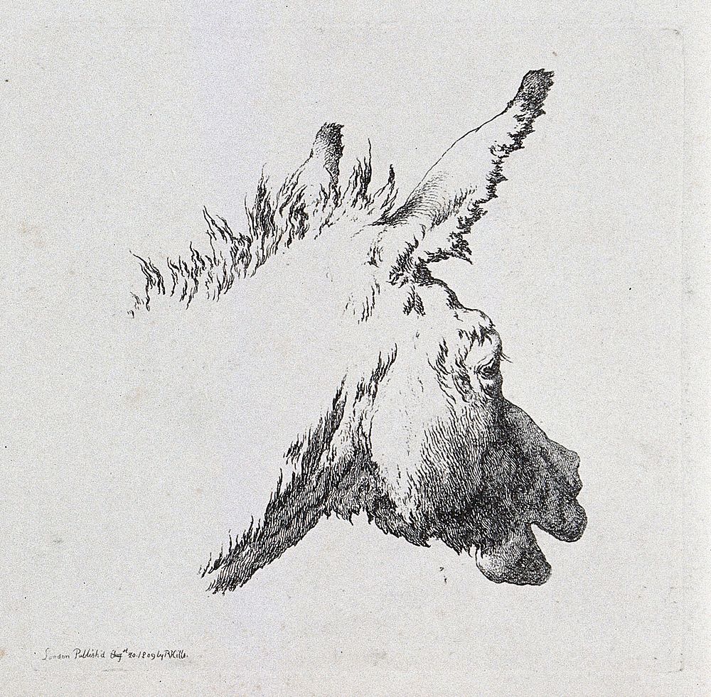 Head of a mule with an open mouth. Etching.